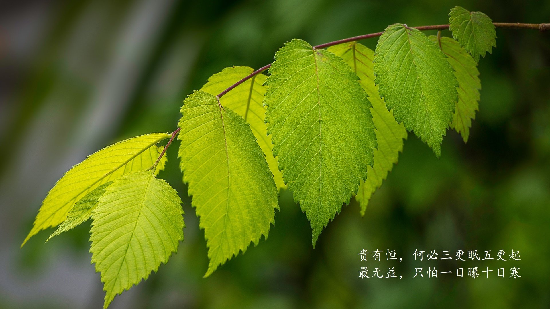 创意体育科技结合，智能篮球场引领行业变革，智能篮球场管理系统