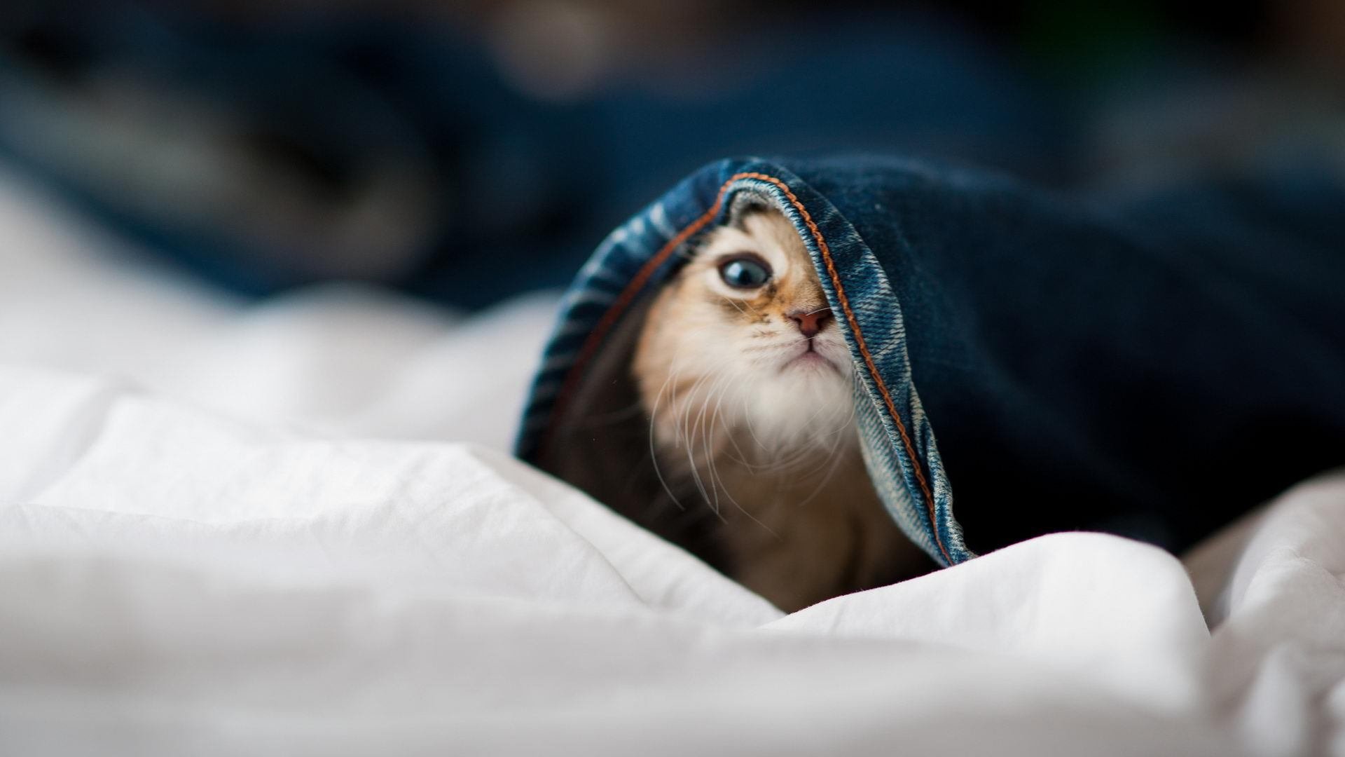 欧洲杯激情再临:攻防精彩不断,令人心潮澎湃!