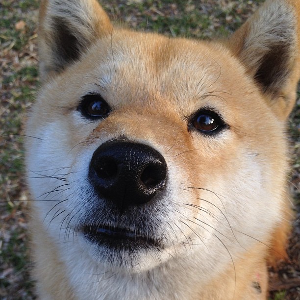 法甲年轻新星:未来足球领袖!,法甲现役十大球星